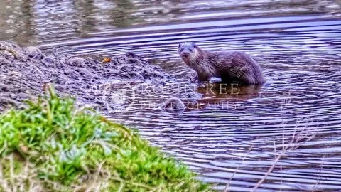 Otter in the River Lune, near Kirkby Lonsdale – A4 & A3 print