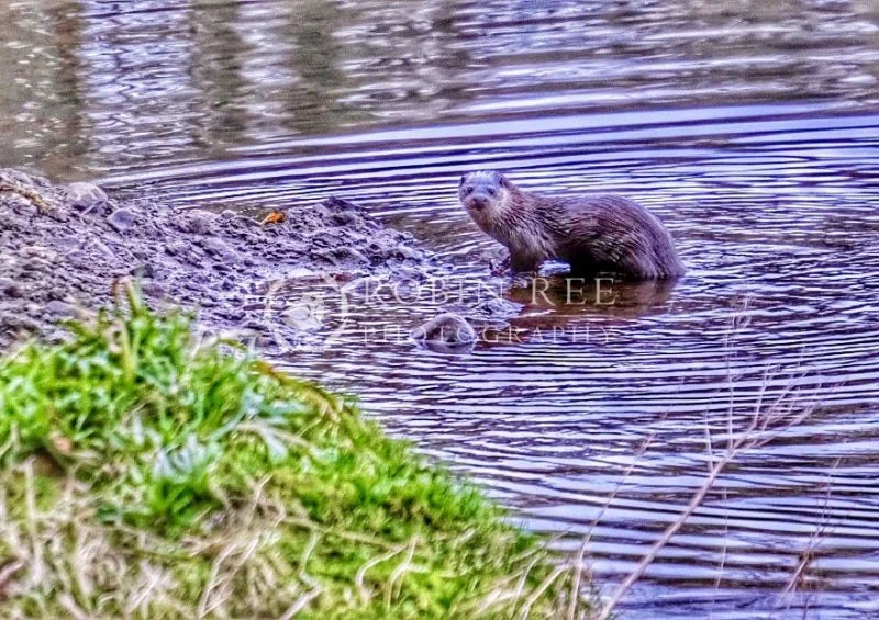 Otter-in-the-Lune Otter in the River Lune, near Kirkby Lonsdale – A4 & A3 print